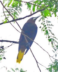 Chestnut-Headed Oropendola photo 2