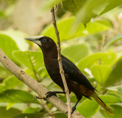 Chestnut-Headed Oropendola photo 3