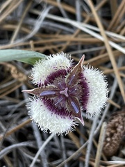 Calochortus elegans nanus