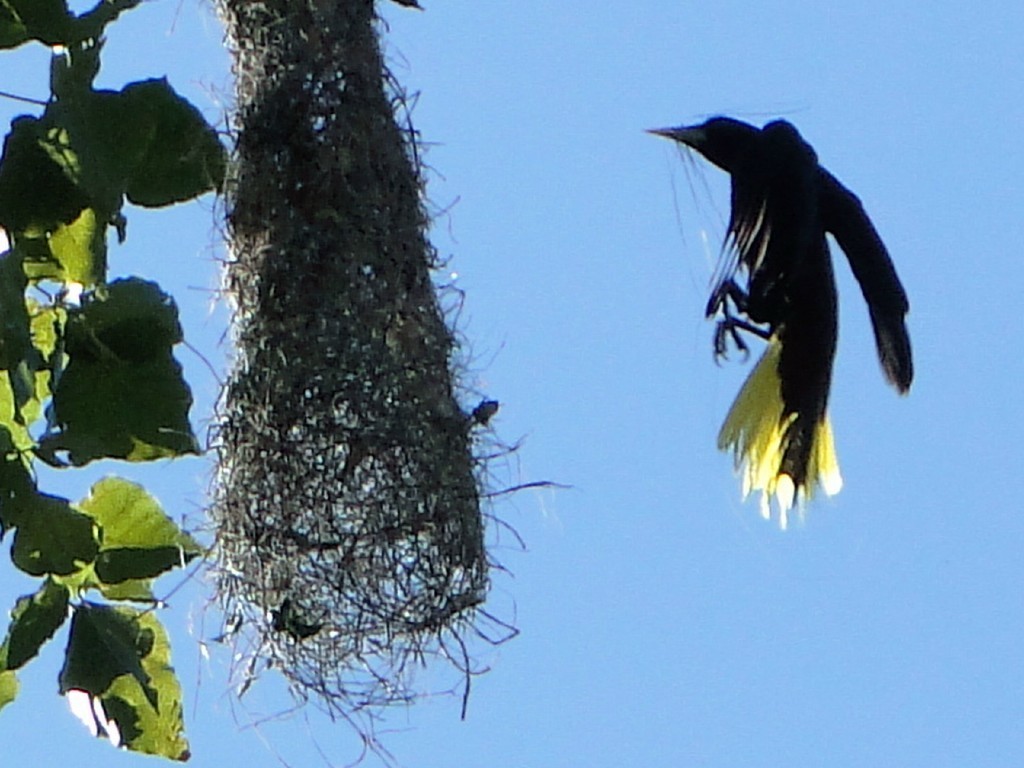 Chestnut-headed Oropendola