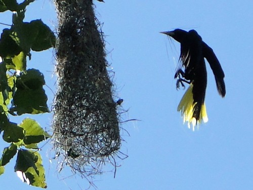 Chestnut-headed Oropendola