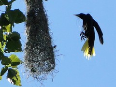 Chestnut-Headed Oropendola photo 4