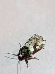Emarginea percara