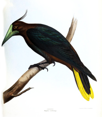 Chestnut-Headed Oropendola photo 5