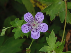 Geranium
