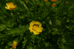 Chelostoma florisomne