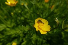 Chelostoma florisomne