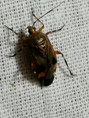 Deraeocoris olivaceus