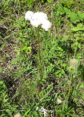 Valeriana rossica