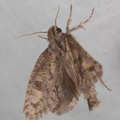 Acrolophus piger
