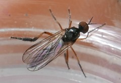 Empis nigritarsis