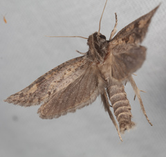 Acrolophus piger