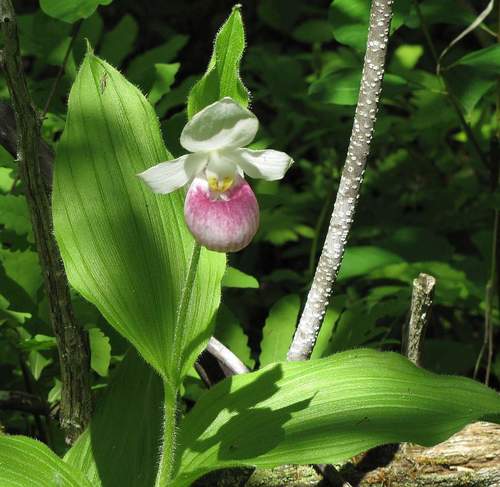 Showy lady slipper (Cypripedium reginae)