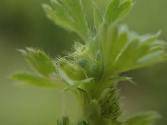 Alchemilla australis