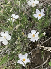Phlox andicola