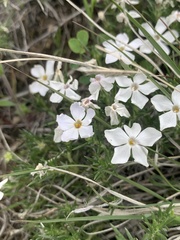 Phlox andicola