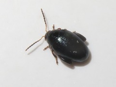 Psylliodes dulcamarae