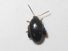 Psylliodes dulcamarae