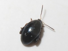 Psylliodes dulcamarae