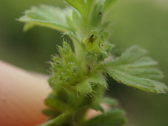 Alchemilla australis