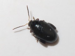 Psylliodes dulcamarae