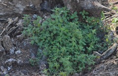 Parietaria floridana