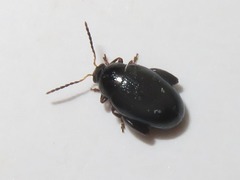Psylliodes dulcamarae