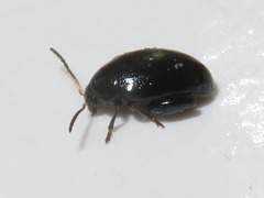 Psylliodes dulcamarae