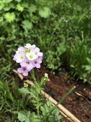 Cardamine uliginosa