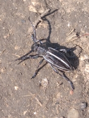 Dorcadion holosericeum