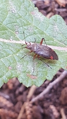 Closterotomus annulus