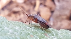 Closterotomus annulus