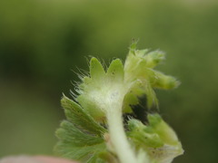 Alchemilla australis