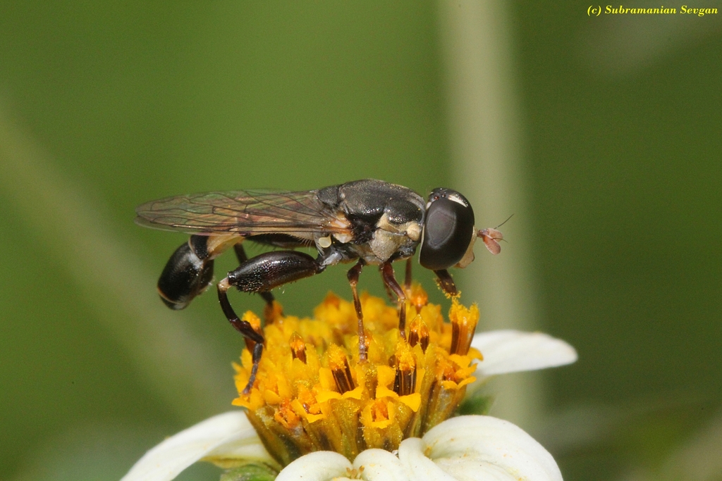Syritta fasciata