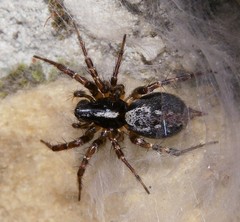 Textrix denticulata