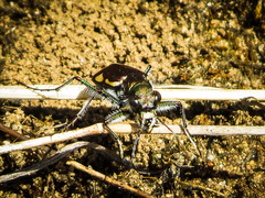 Cicindela scutellaris lecontei