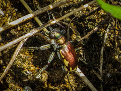 Cicindela scutellaris lecontei