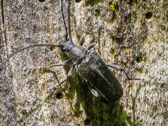 Trachysida mutabilis