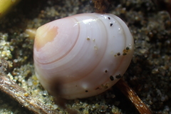 Image of Tellina nuculoides