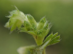 Alchemilla australis