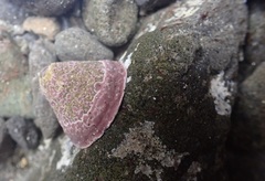 Acmaea