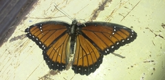 Limenitis archippus obsoleta