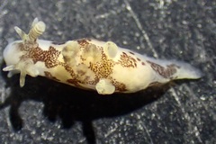 Ancula lentiginosa
