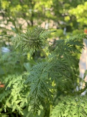 Phacelia tanacetifolia