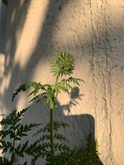 Phacelia tanacetifolia