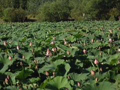 Nelumbo nucifera