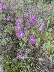 Rhododendron canadense