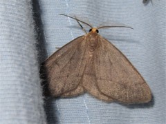 Lambdina pellucidaria