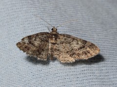 Eupithecia columbiata