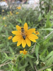 Apis mellifera
